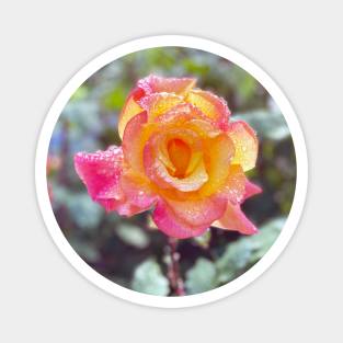 Multicolored Rose in Spring Rain Magnet